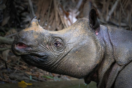 Rhinoceros Species - Javan Rhinoceros 