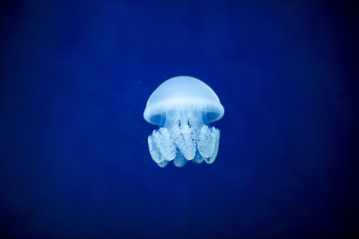 World Animal Day  - Jellyfish 