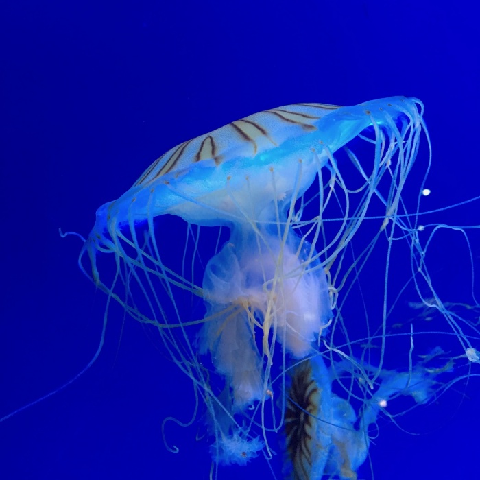 World Jellyfish Day - Jellyfish