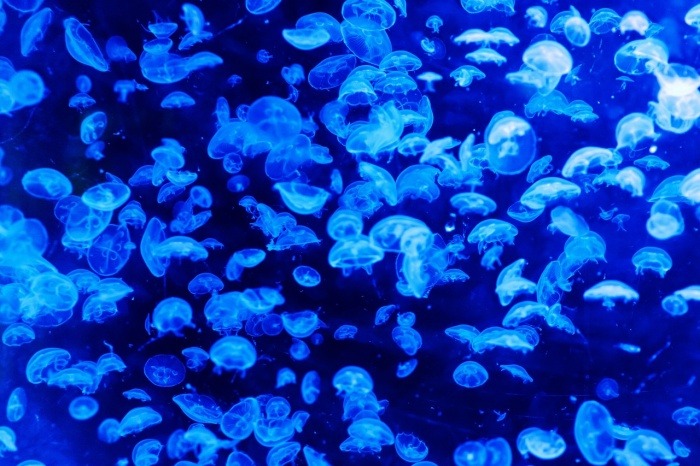 World Jellyfish Day - Jellyfish