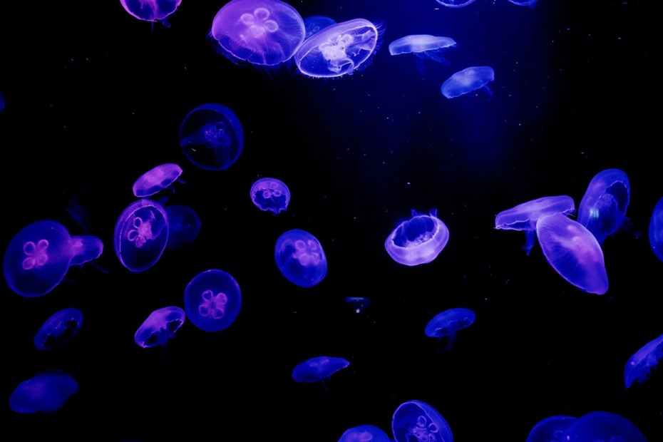 Jellyfish