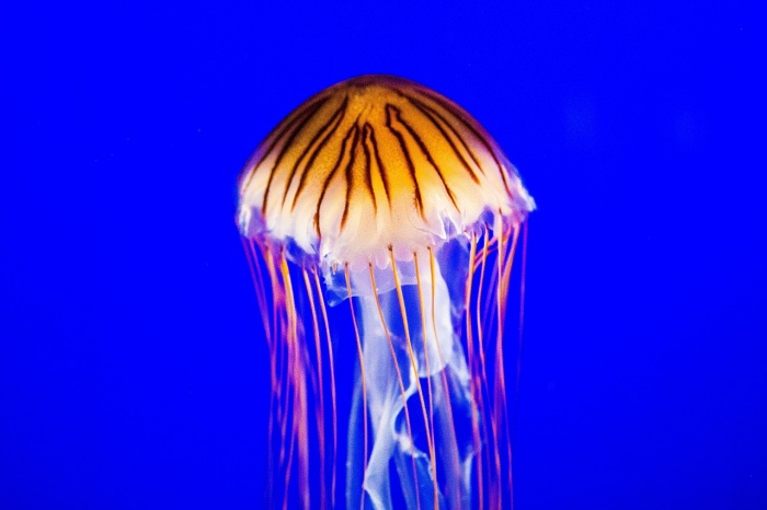 World Jellyfish Day - Jellyfish