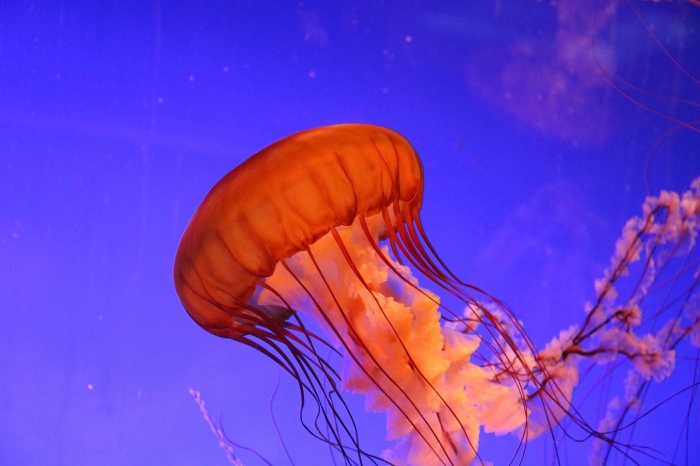 World Jellyfish Day - Jellyfish