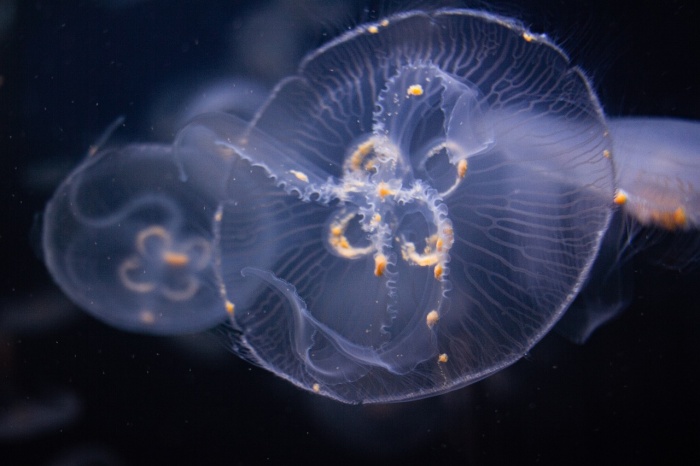 World Jellyfish Day - Jellyfish