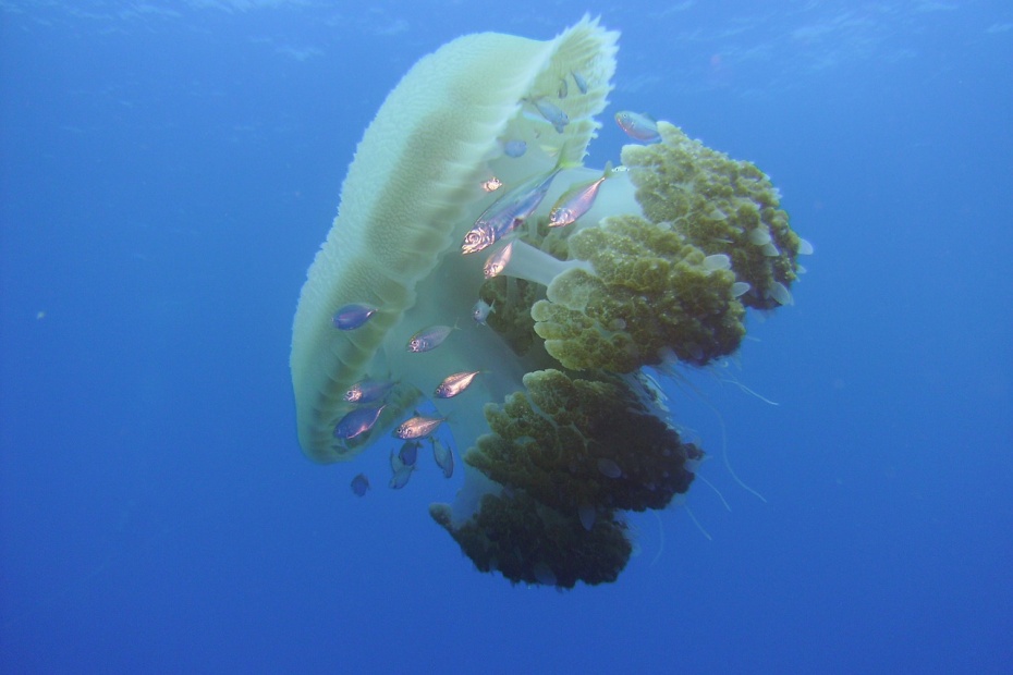 Jellyfish