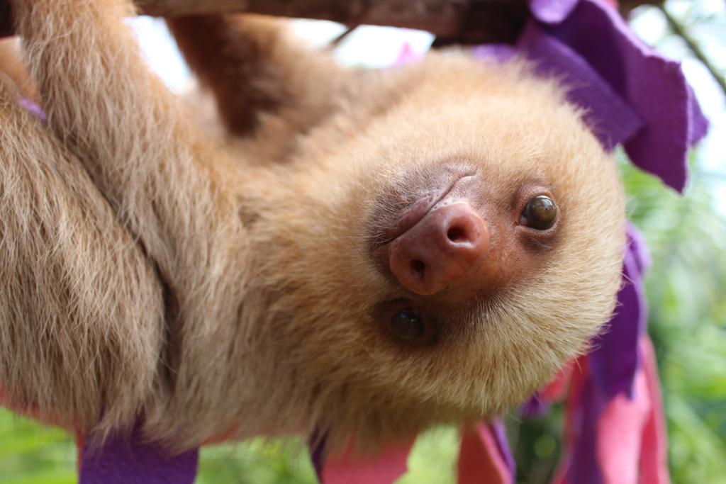 Kids Saving the Rainforest - Recued Two Toed Sloth