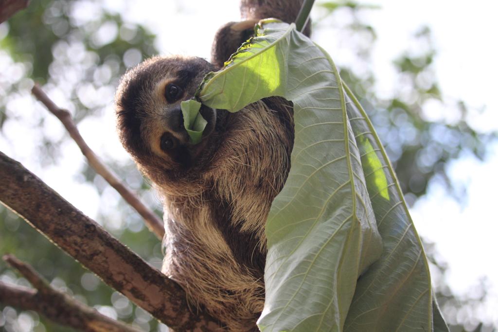 Kids Saving the Rainforest - 3 toed sloth