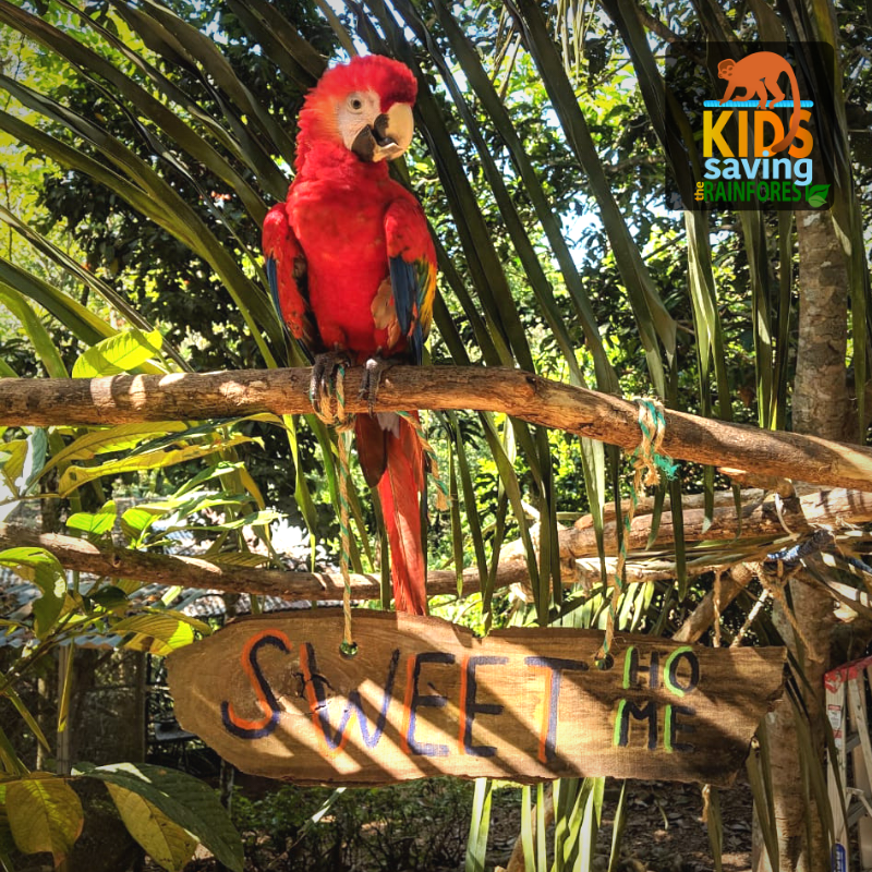 Kids Saving the Rainforest - Scarlet Macaw
