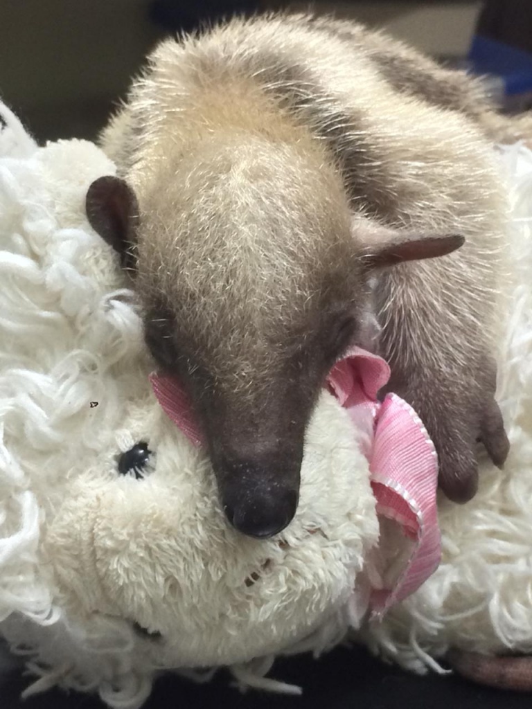 Kids Saving the Rainforest - Rescued Tamandua