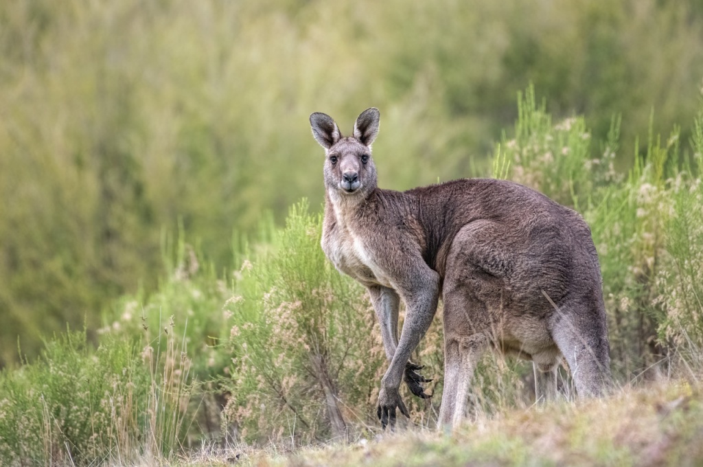 7 Animals, Reptiles and Insects You'll Encounter in Australia - Kangaroo