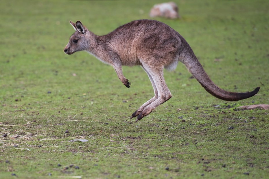 Kangaroo