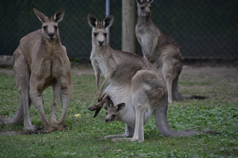 Kangaroos