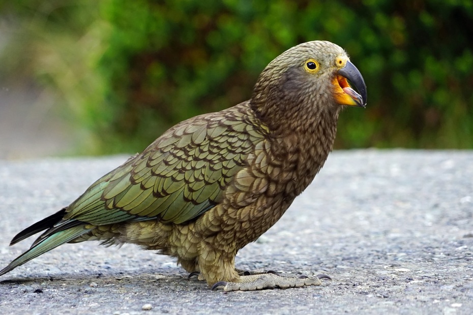 Kea