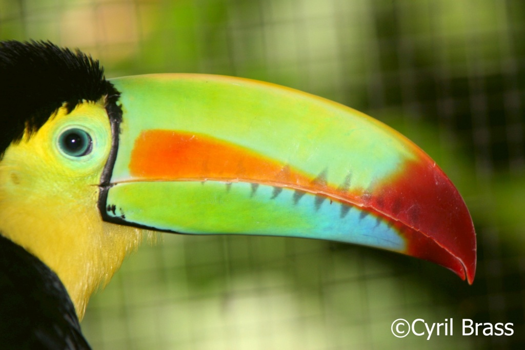 Birds in Central America - Rainbow Billed Toucan