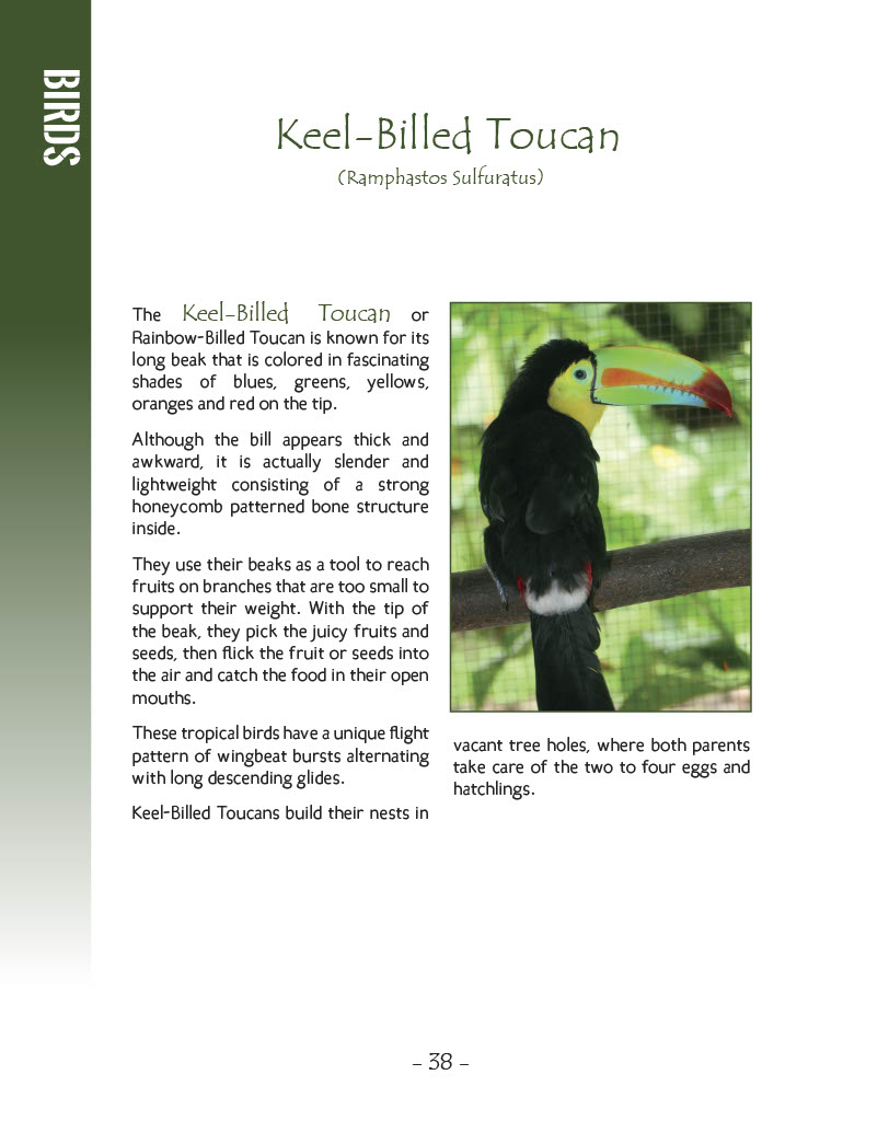Keel-Billed Toucan - Wildlife in Central America 1 - Page 38