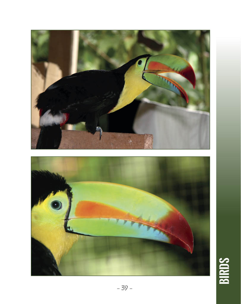 Keel-Billed Toucan - Wildlife in Central America 1 - Page 39