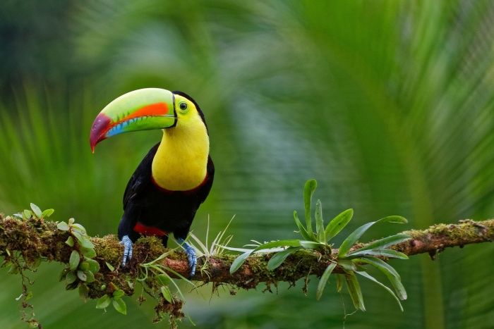 National Bird Day - Keel Billed Toucan