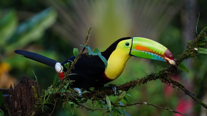 National Bird Day - Keel Billed Toucan