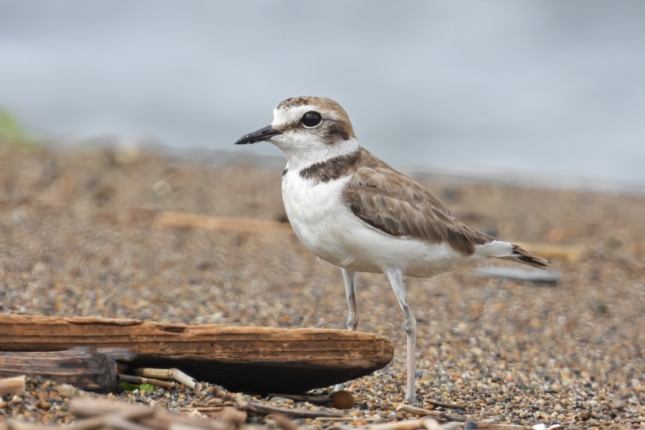 Kentish Plover