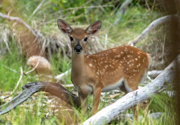 Key Deer Awareness Day - Key Deer