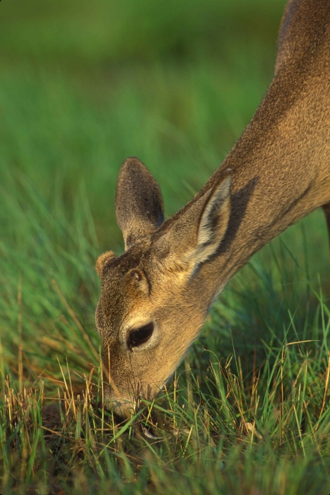 Key Deer Awareness Day - Key Deer