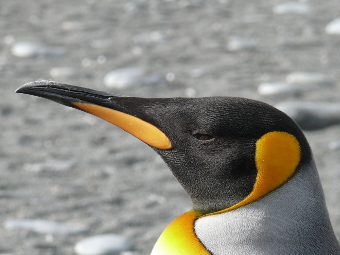 Penguin Awareness Day - King Penguin