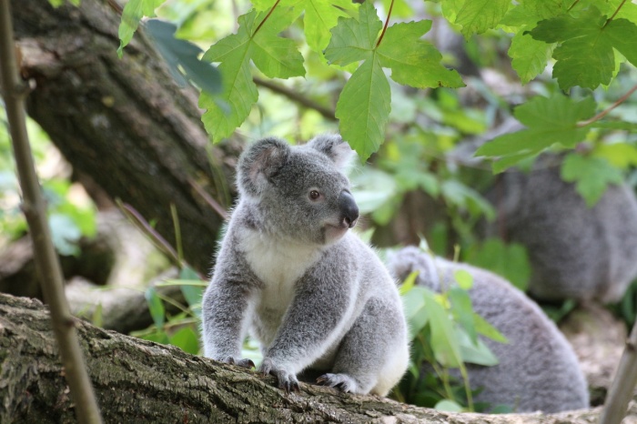 Save the Koala Day - Koala