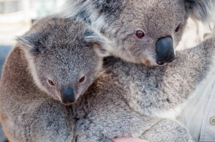 Save the Koala Day - Koala