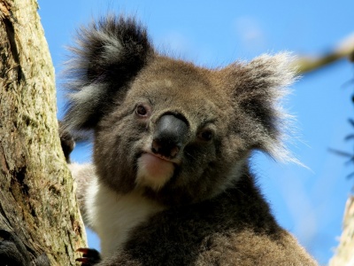 Wild Koala Day - Koala