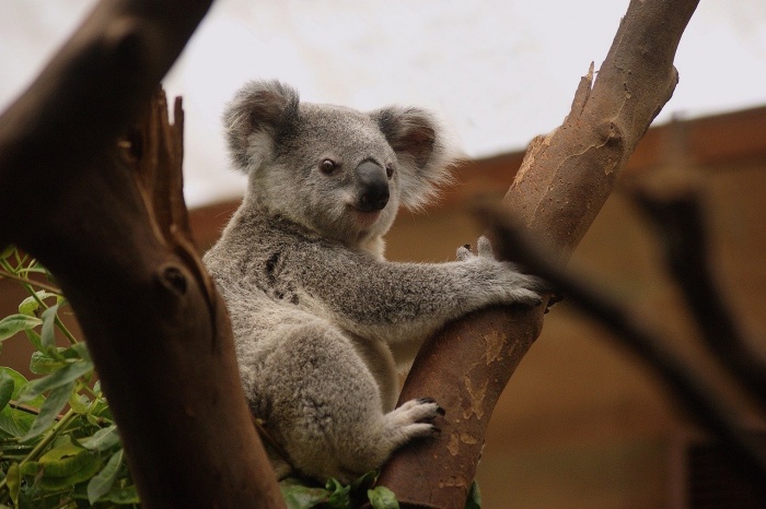 Save the Koala Day - Koala