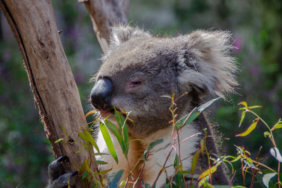 Koala