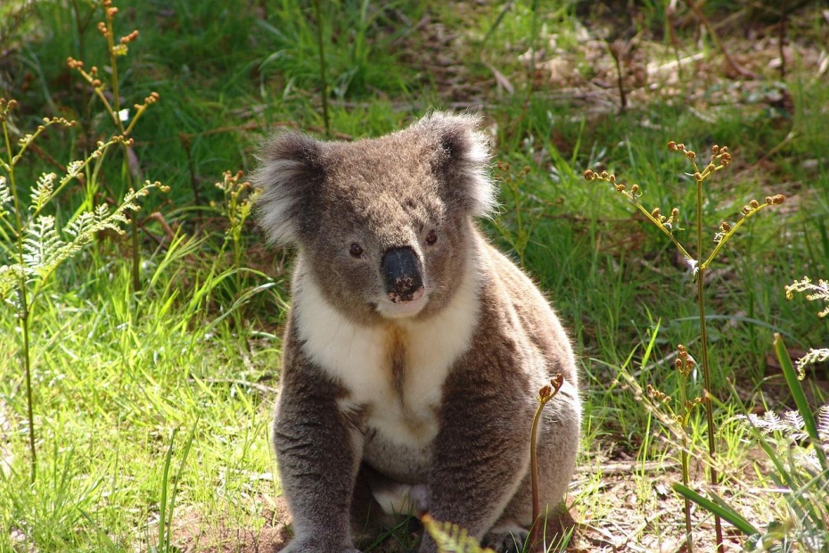 Wild Koala Day 2022