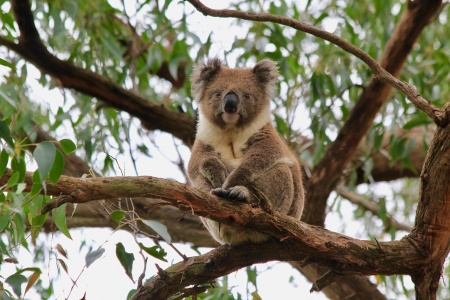 Wild Koala Day - Koala