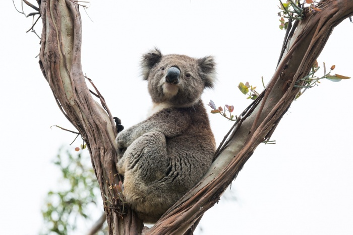 Save the Koala Day - Koala