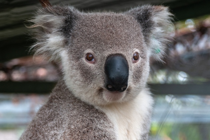 Save the Koala Day - Koala