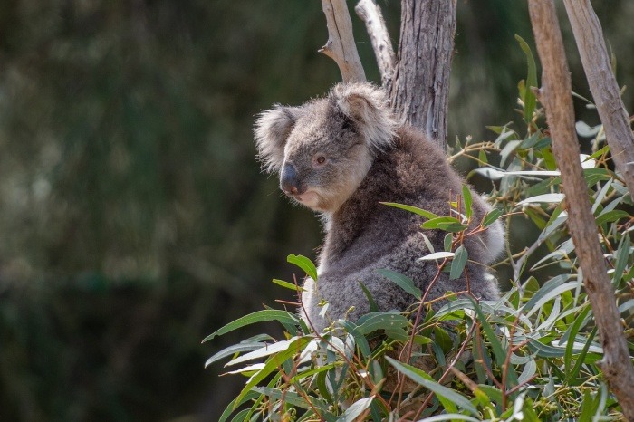 Save the Koala Day - Koala