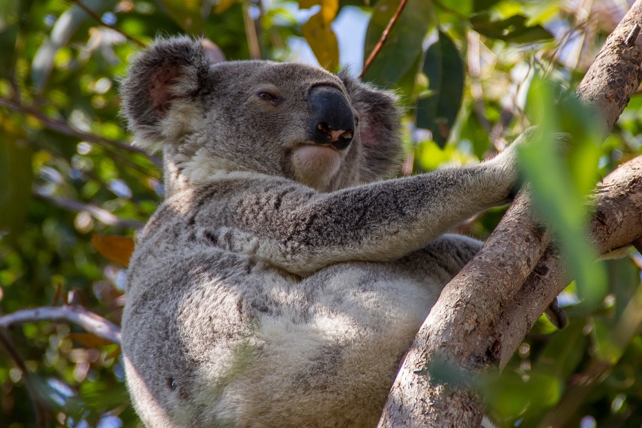 Koala