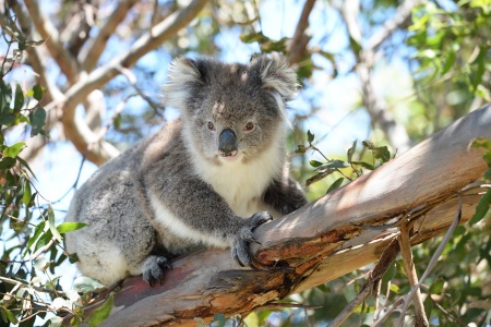 Wild Koala Day - Koala