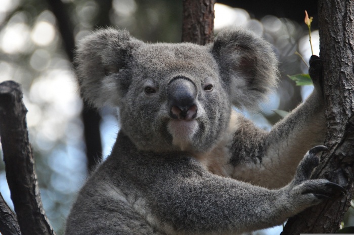 Save the Koala Month - Koala