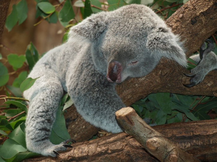 Save the Koala Day - Koala