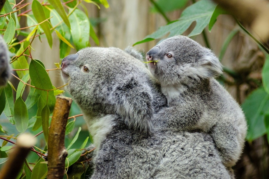Koala and her baby