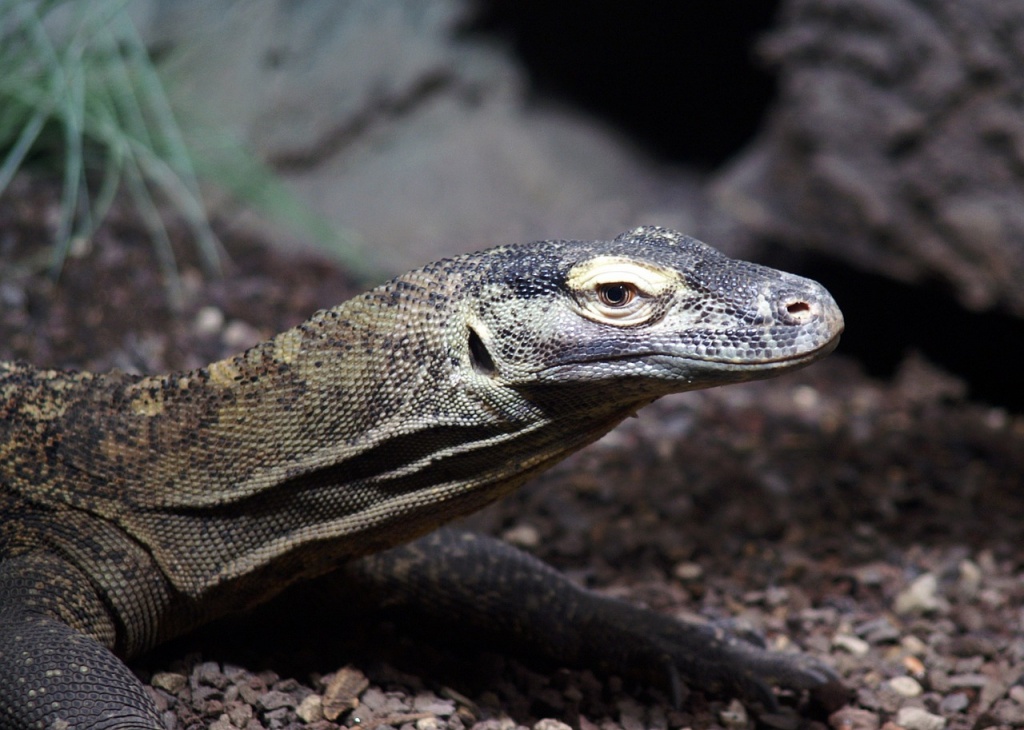 World Lizard Day- Komodo Dragon