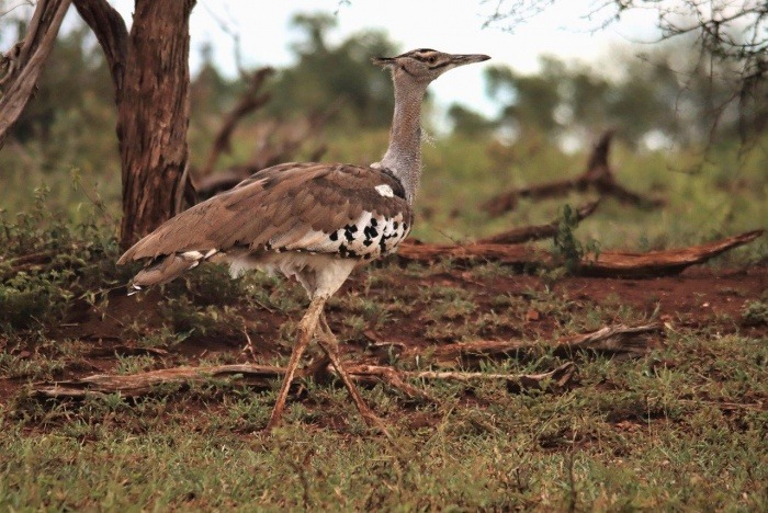 Kori Bustard Day - Kori Bustard