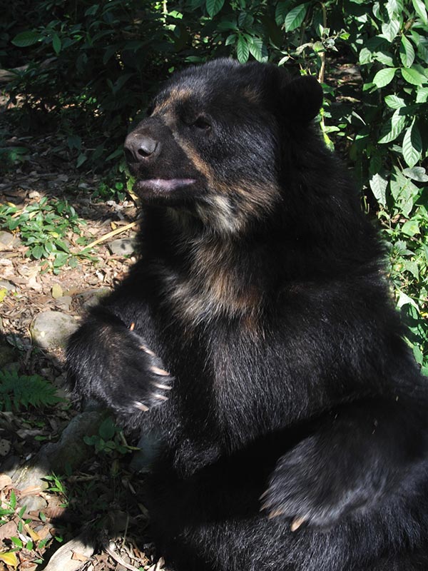 La Senda Verde Wildlife Sanctuary - Spectacled Bear