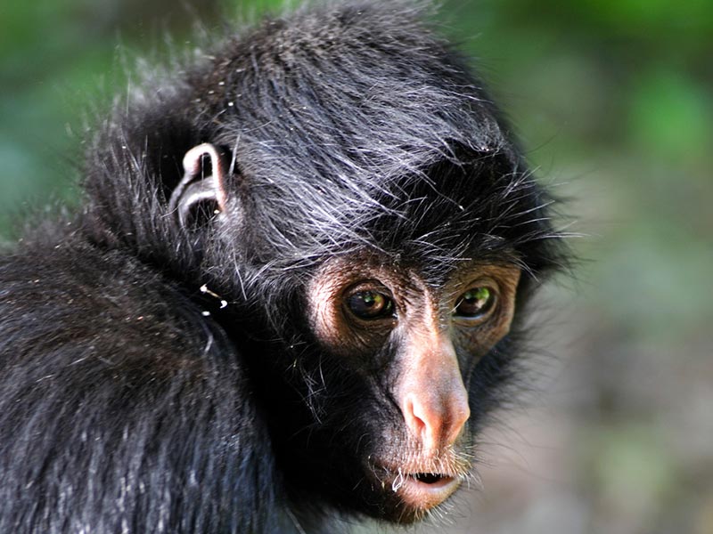 La Senda Verde Wildlife Sanctuary - Rescued Spider Monkey