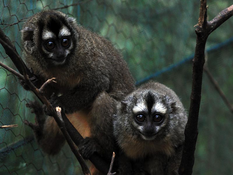 La Senda Verde Wildlife Sanctuary - Rescued Night Monkeys