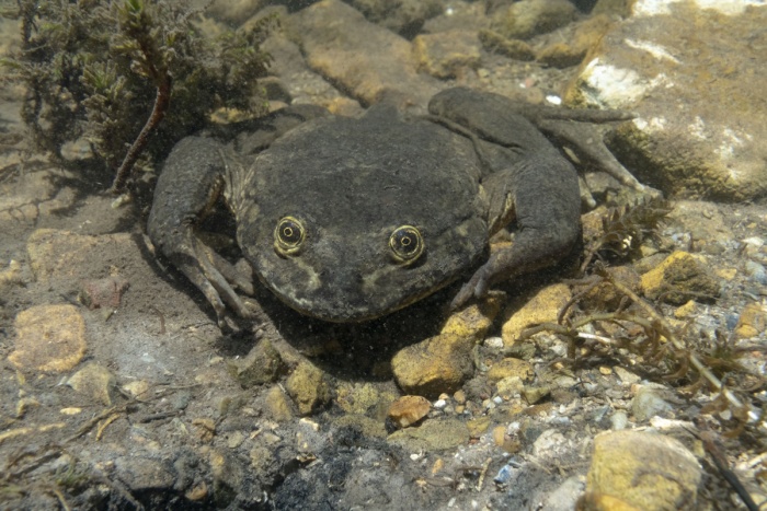 World Water Frog Day - Andes Smooth Frog