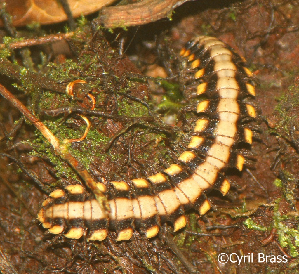 Arachnids and Arthropods in Central America - Large Forest Floor Millipede