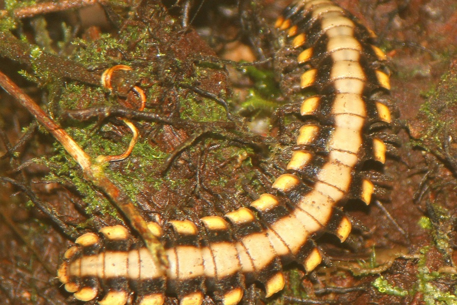 Large Forest Floor Millipede