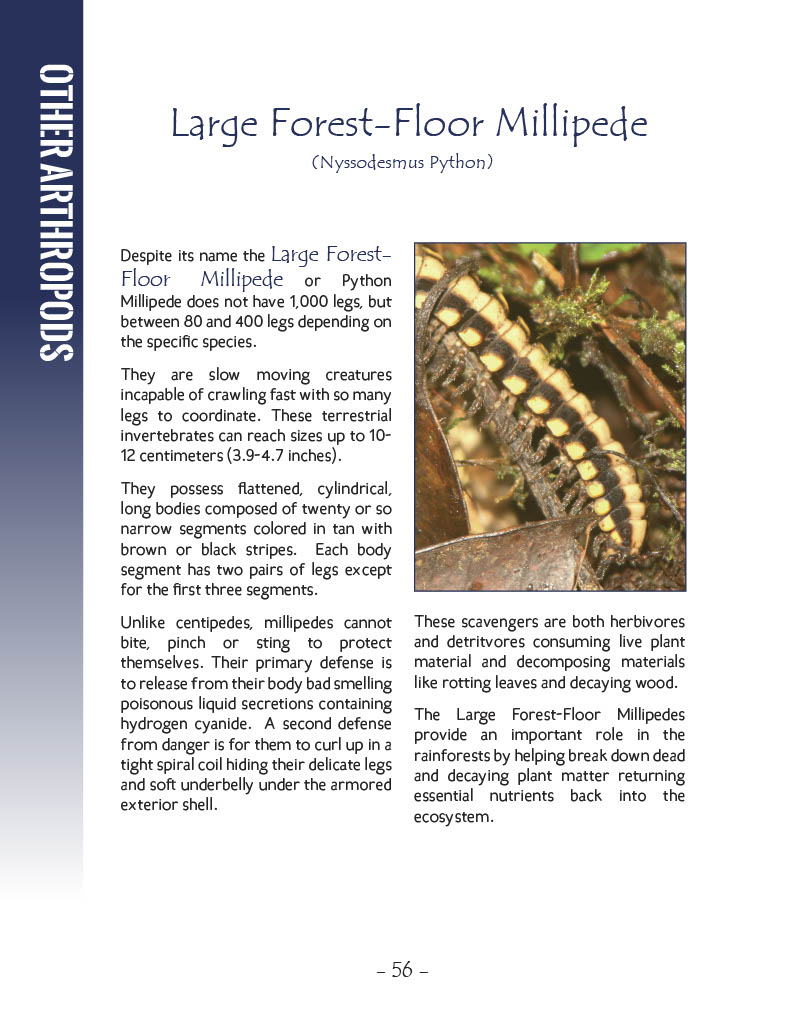 Large Forest-Floor Millipede - Wildlife in Central America 1 - Page 56